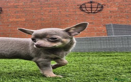 Chihuahua dogs for sale: Chihuahua female puppies  - Image 25
