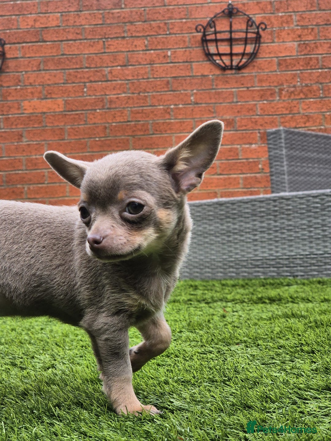 Chihuahua dogs for sale: Chihuahua female puppies  - Image 25