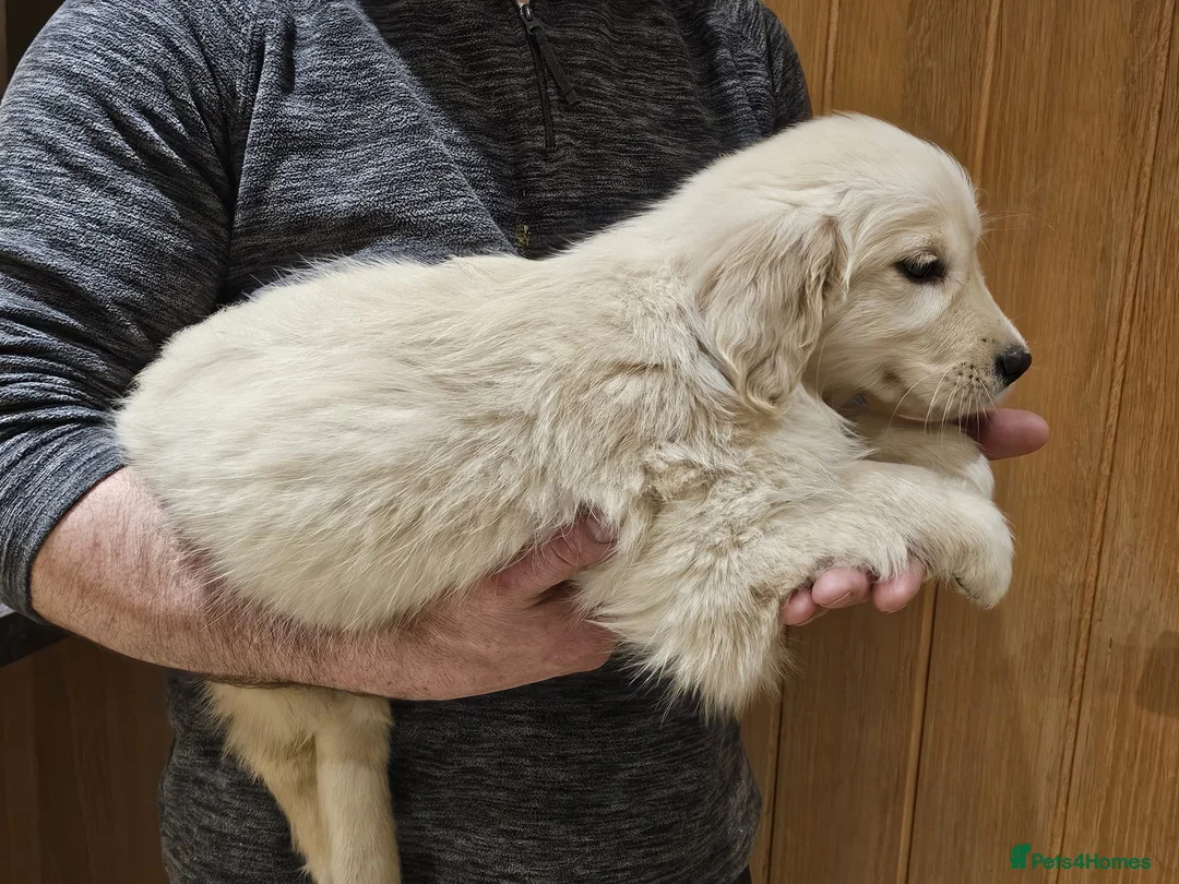 Golden Retriever dogs for sale: Golden retriever puppies - Advert 3