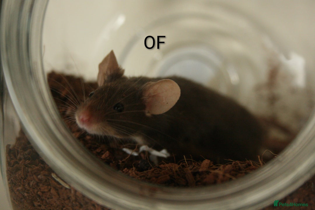 Mouse rodents for sale: 🐭 Female Mice Available for Adoption 🐭 - Advert 12