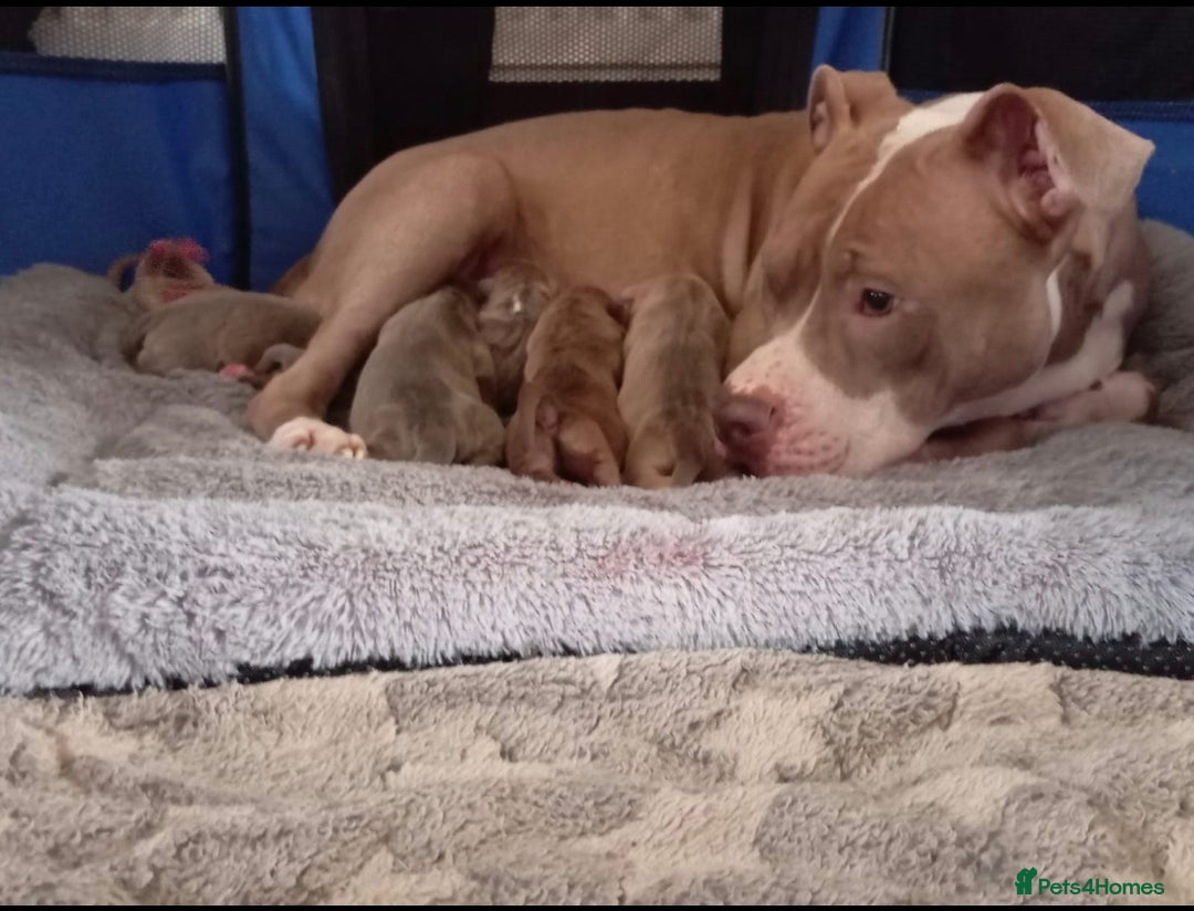 Mixed Breed dogs for sale: Adorable, loving 20 weeks young puppy's  - Image 8