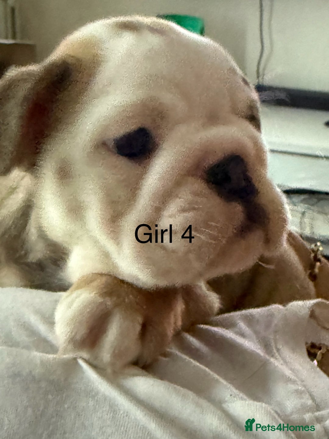 English Bulldog dogs for sale: KC Reg Traditional English Bulldog puppies - Image 17