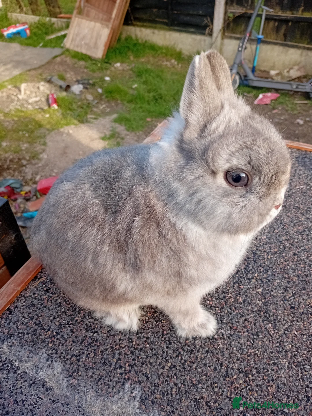 Netherland Dwarf rabbits for sale: Netherland dwarfs  - Advert 7