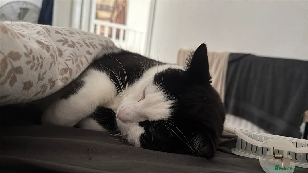 British Shorthair cats for sale: Loving home needed for a bonded brother and sister - Advert 7