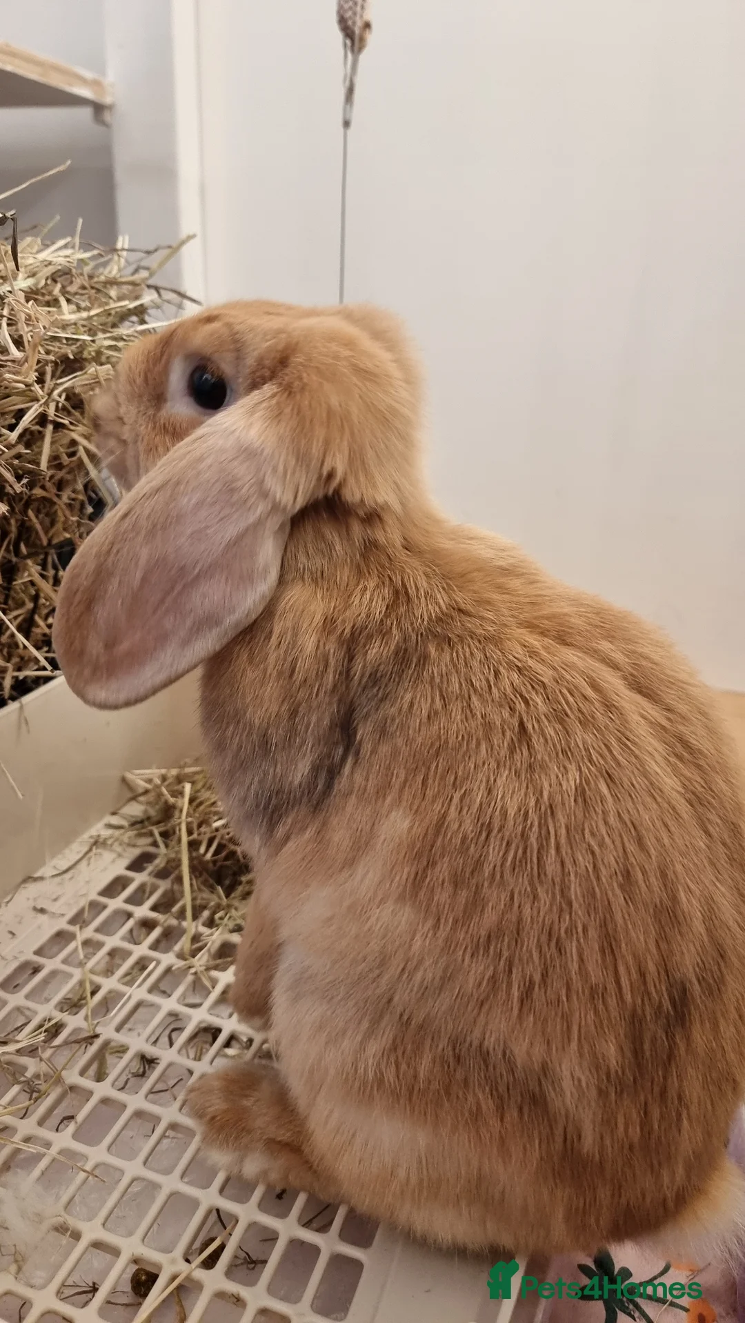 Mini Lop rabbits for sale: Adorable Pair of Rabbits  in Walton on the Naze - Advert 2