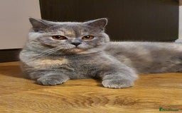 British Shorthair cats for sale: British short hair girl - Image 1
