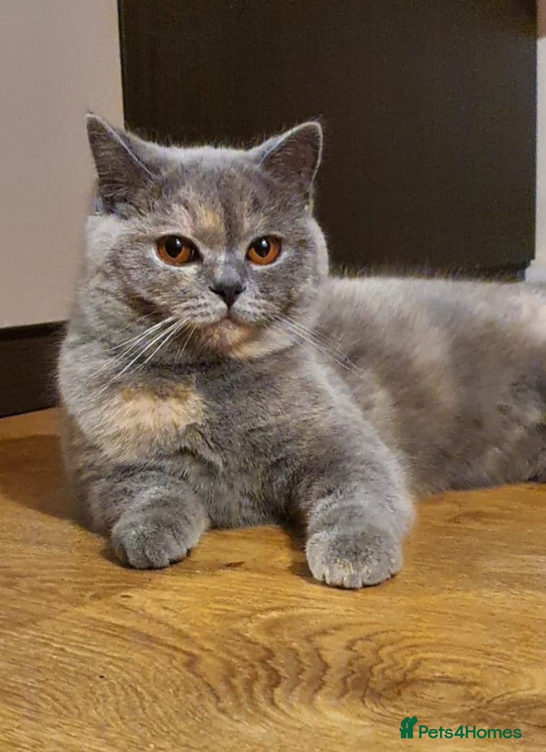 British Shorthair cats for sale: British short hair girl - Image 1