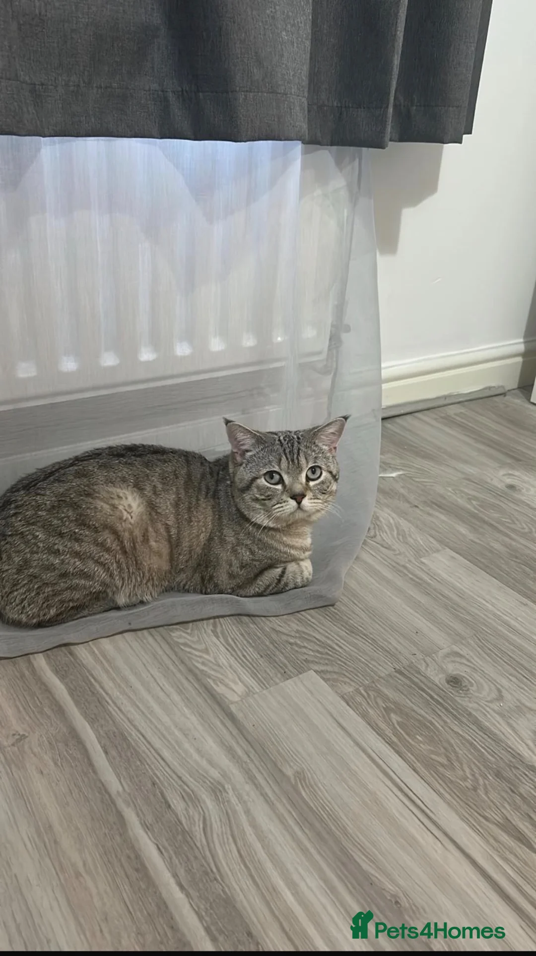British Shorthair cats for sale: GCCF Registered British Shorthair ❤️ in Hemel Hempstead - Advert 2