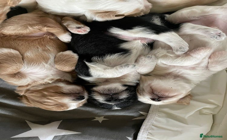 Maltipoo dogs - Advert 2