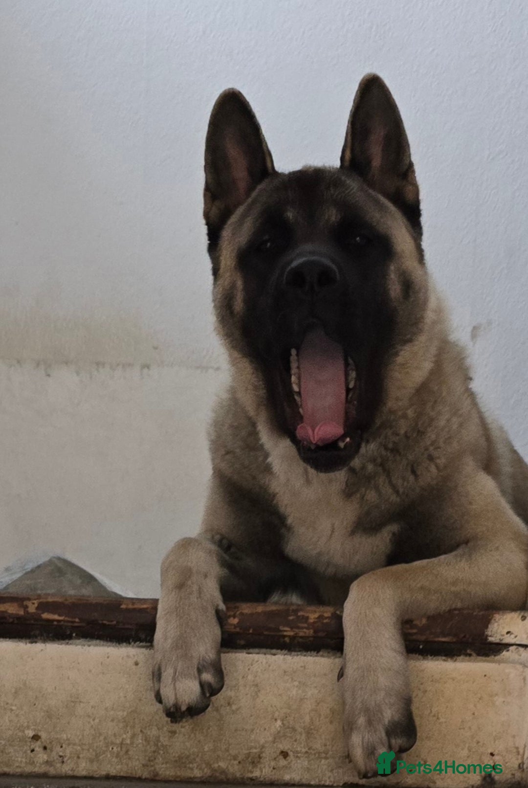 Akita dogs for stud: American akita proven stud  - Image 13