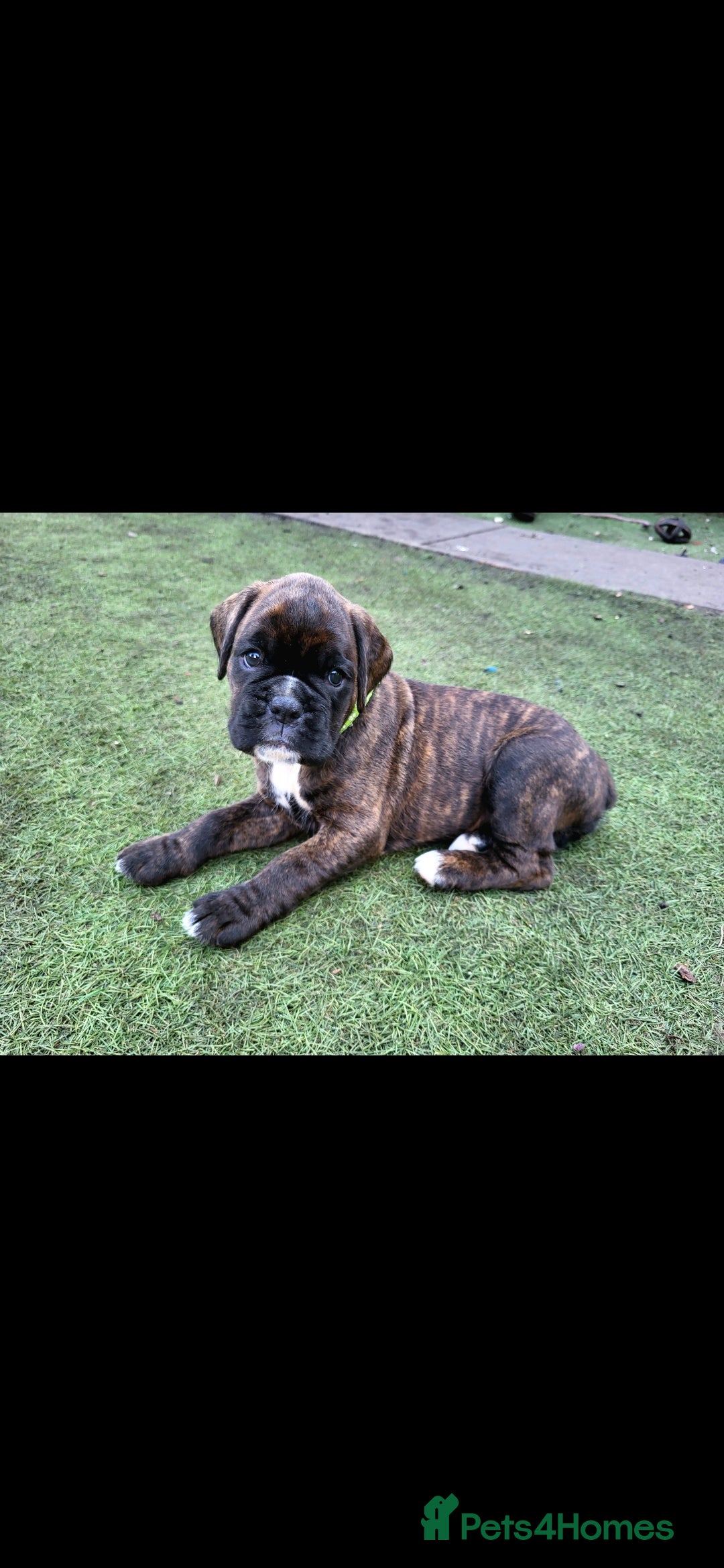 Boxer dogs Bobtail/tailed Boxer puppy - Advert 5