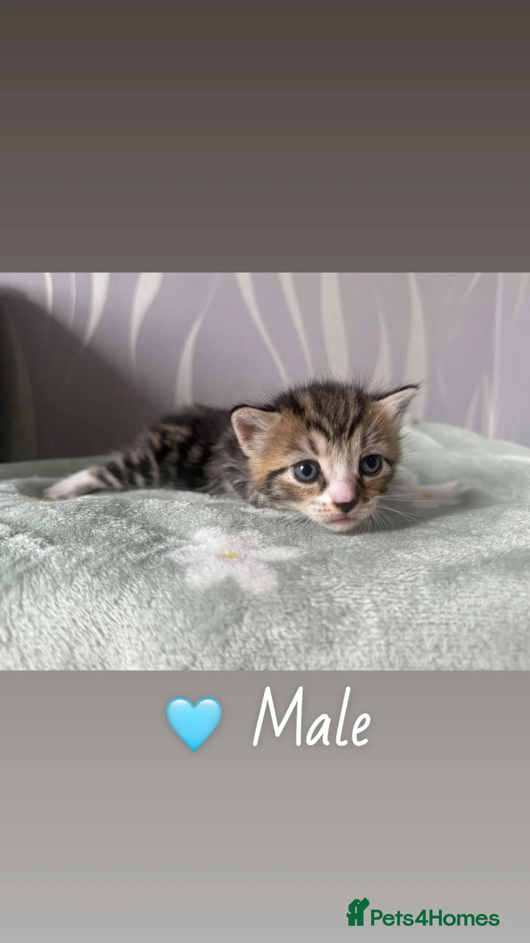 Mixed Breed cats for sale: Mixed kittens  in Stockport - Advert 2