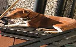 Plummer Terrier dogs for sale: Loving Plummer Terrier for Re Homing - Image 1