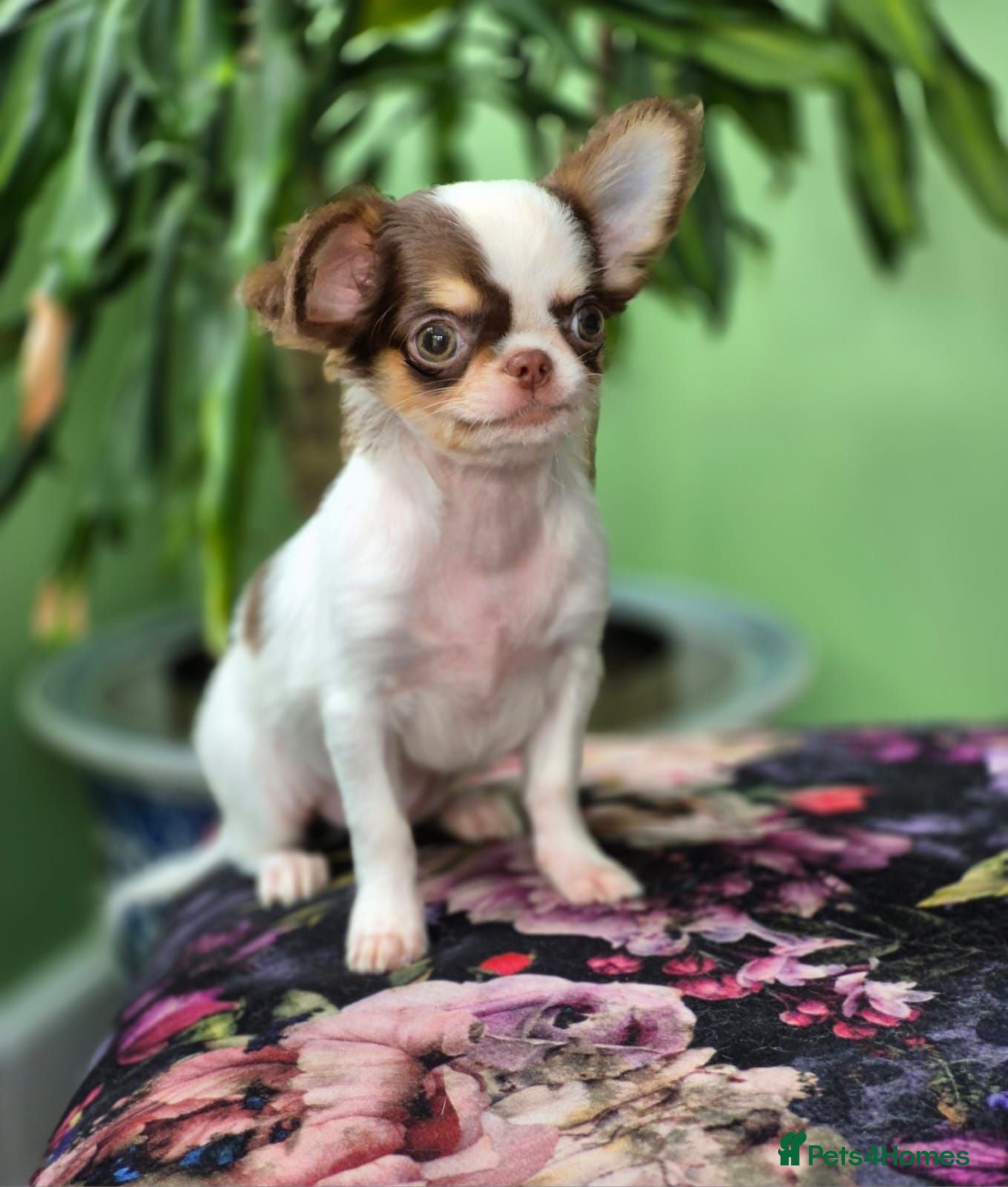 Chihuahua dogs Amazing Small Longcoat Apple head Chihuahua Puppy  - Advert 1