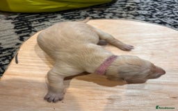 Mixed Breed dogs for sale: Weimaraner x vizsla x GSP only Black left  - Image 10