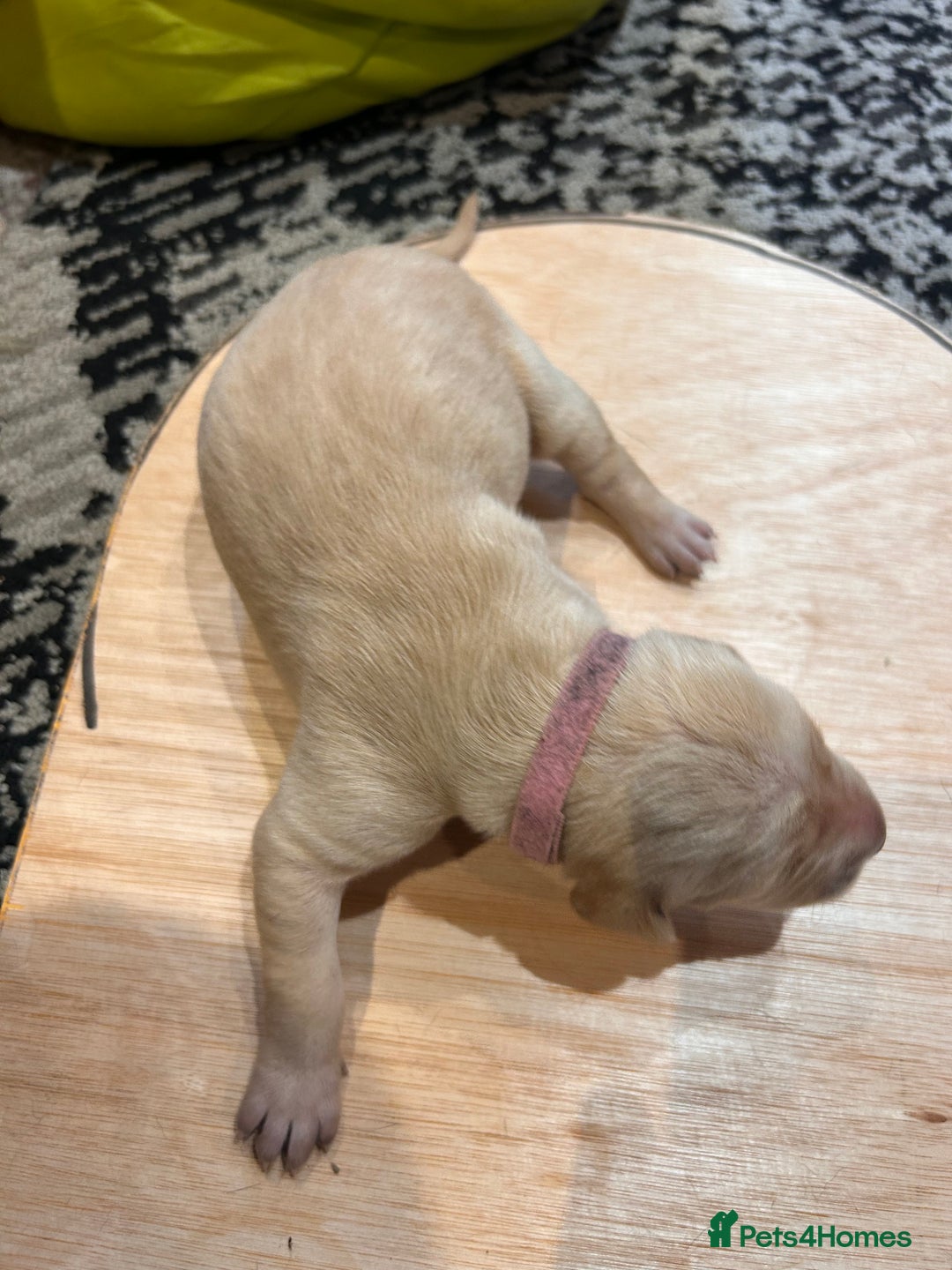 Mixed Breed dogs for sale: Weimaraner x vizsla x GSP only Black left  - Image 10
