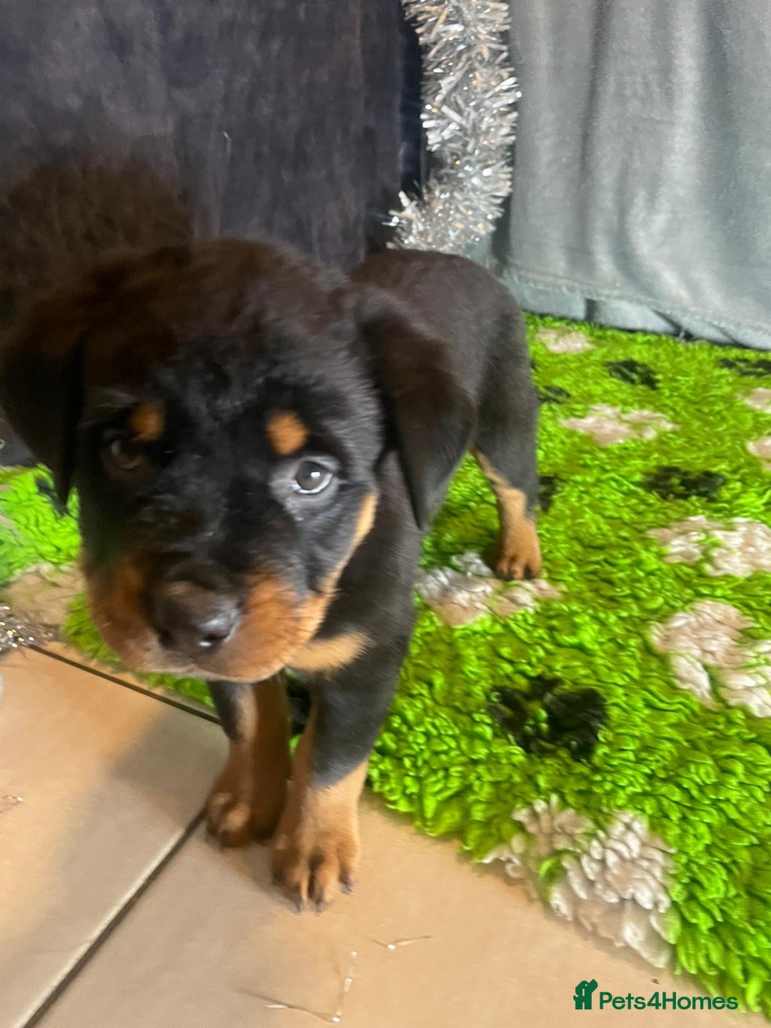 Rottweiler dogs for sale: Rottweiler Puppies  - Advert 23