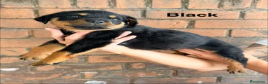 FEMALE - black collar 