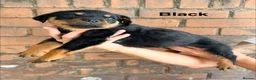 Rottweiler dogs for sale: ⭐️ KC registered Rottweiler puppies ⭐️ - Advert 11
