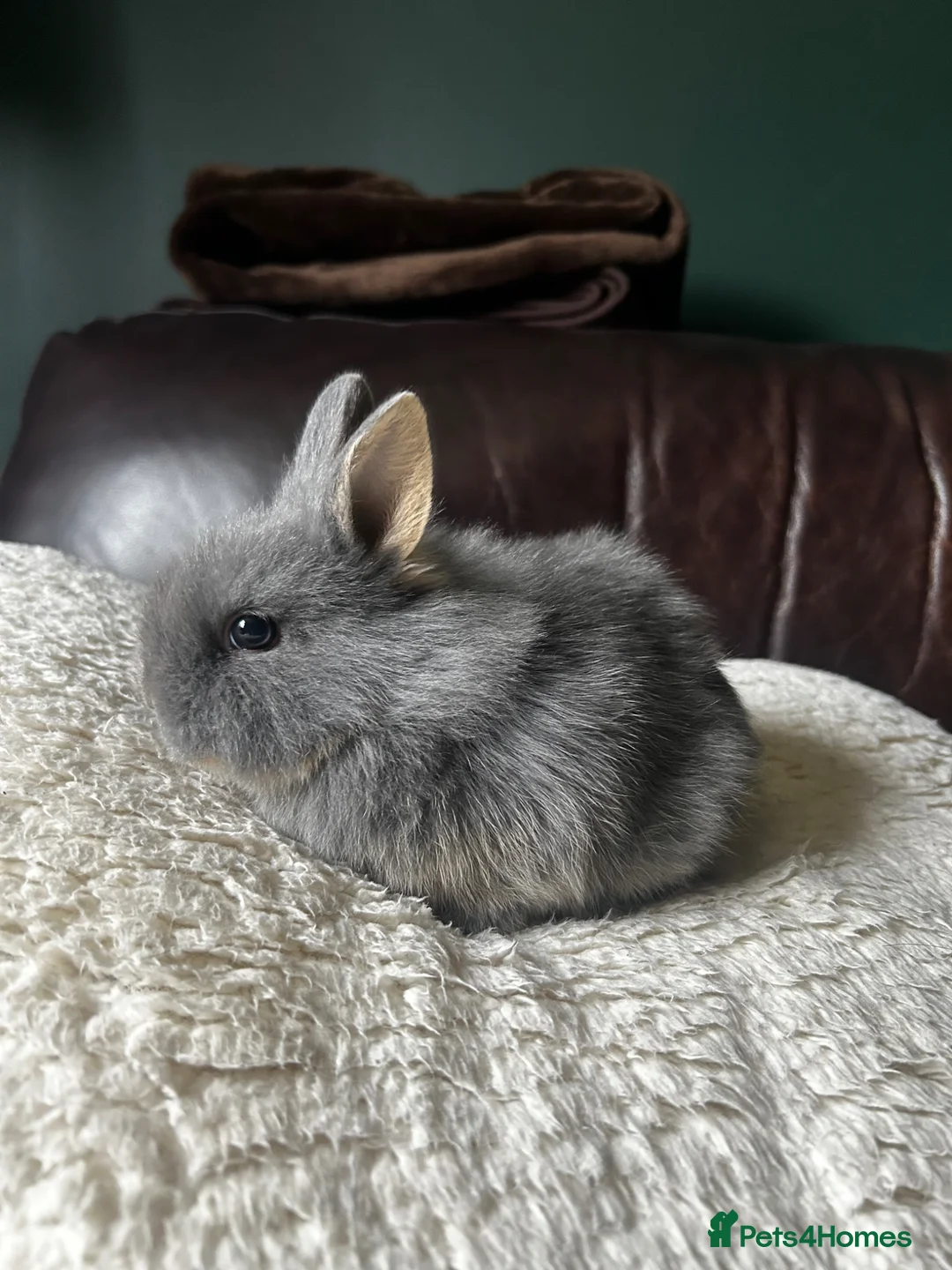 Lionhead rabbits for sale: Lionhead dwarf baby rabbit - ready to go 15th May  - Advert 2