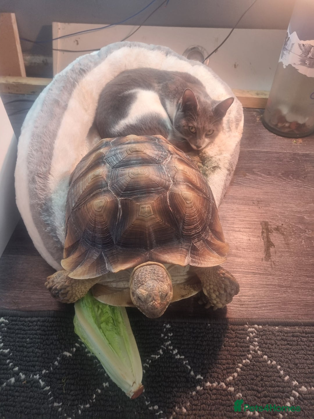 Tortoise reptiles for sale: Sulcata Tortoise - Image 2