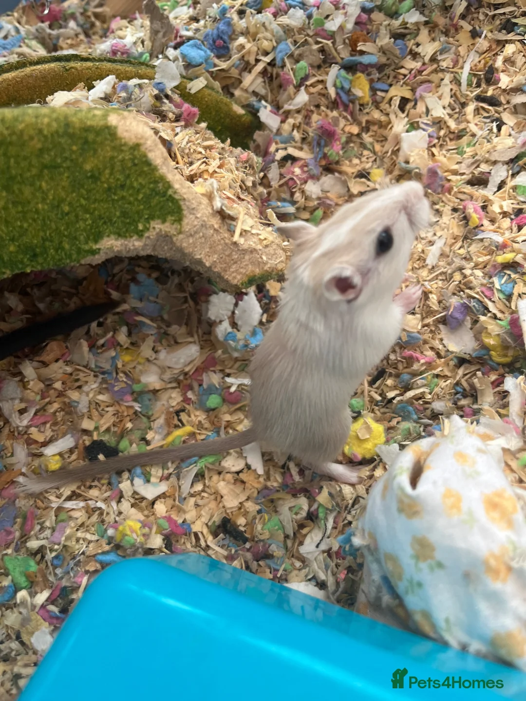 Gerbil rodents for sale: Adorable baby gerbils in Belper - Advert 6