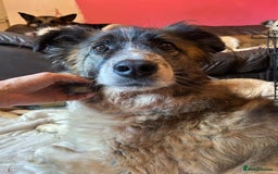 Mixed Breed dogs for adoption: Hilda - Norwich Norfolk  - Image 6