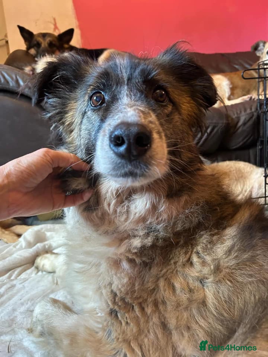Mixed Breed dogs for adoption: Hilda - Norwich Norfolk  - Image 6