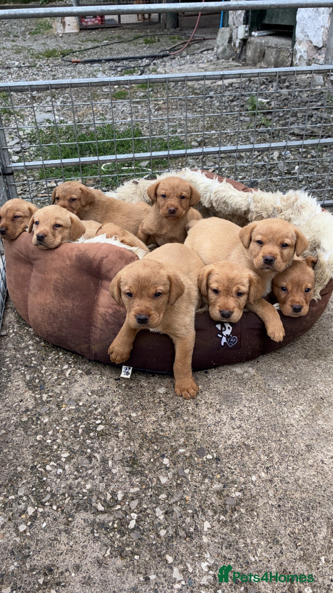 Labrador Retriever dogs for sale: Labrador retriever  - Image 11
