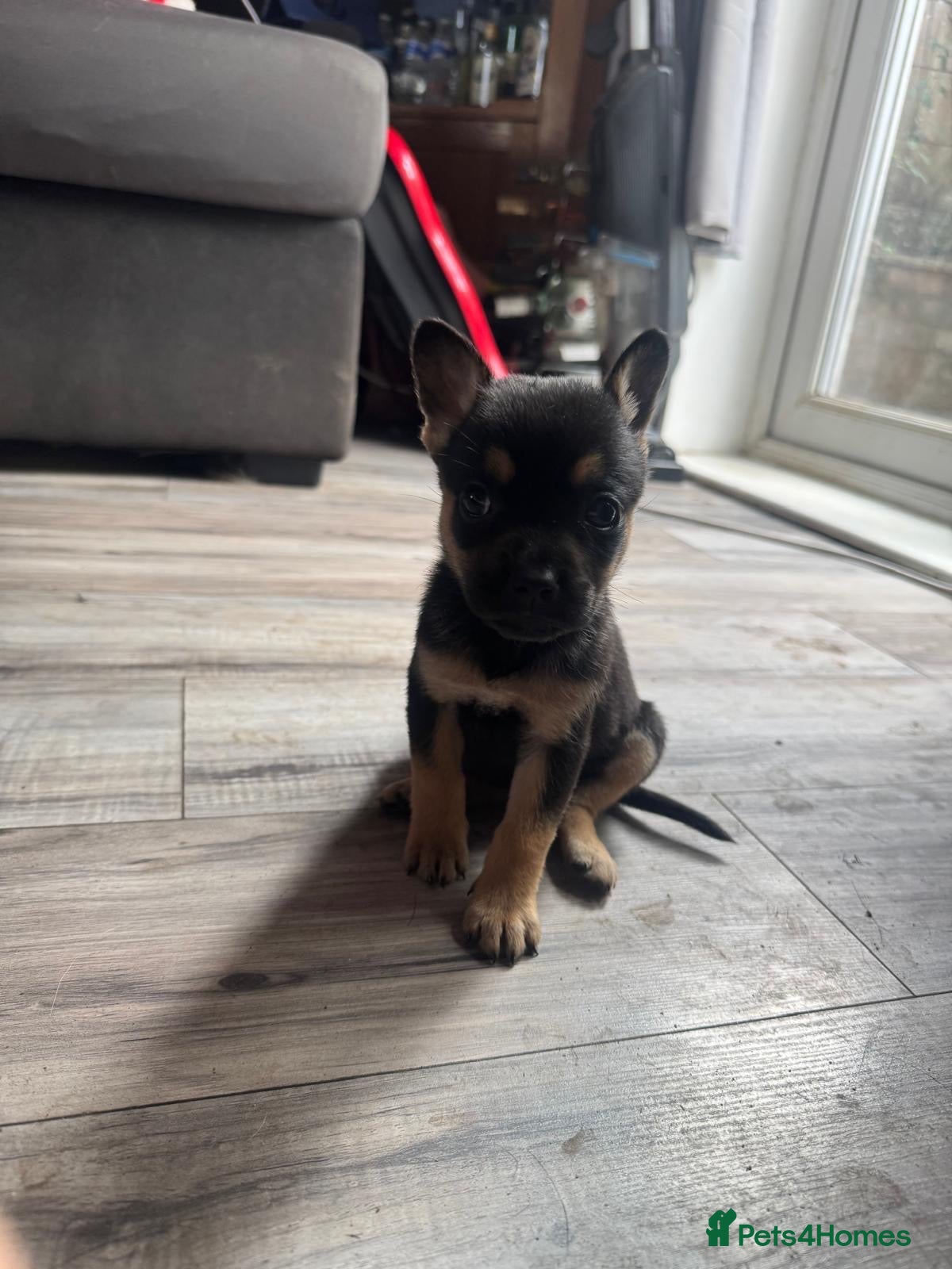 Mixed Breed dogs Frenchie cross Belgian mal  - Advert 2