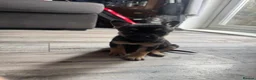 Mixed Breed dogs for sale: Frenchie cross Belgian mal  in Nuneaton - Advert 2