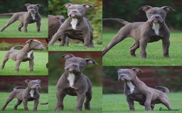 English Bulldog dogs for sale: 23 years experienced 5⭐️Rated Licensed,  - Advert 4