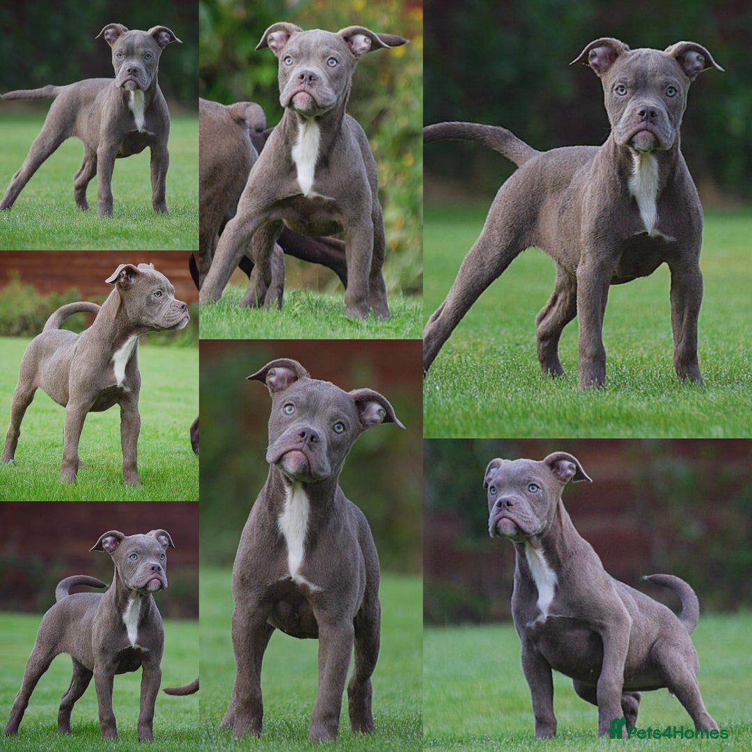 English Bulldog dogs for sale: 23 years experienced 5⭐️Rated Licensed,  - Advert 4