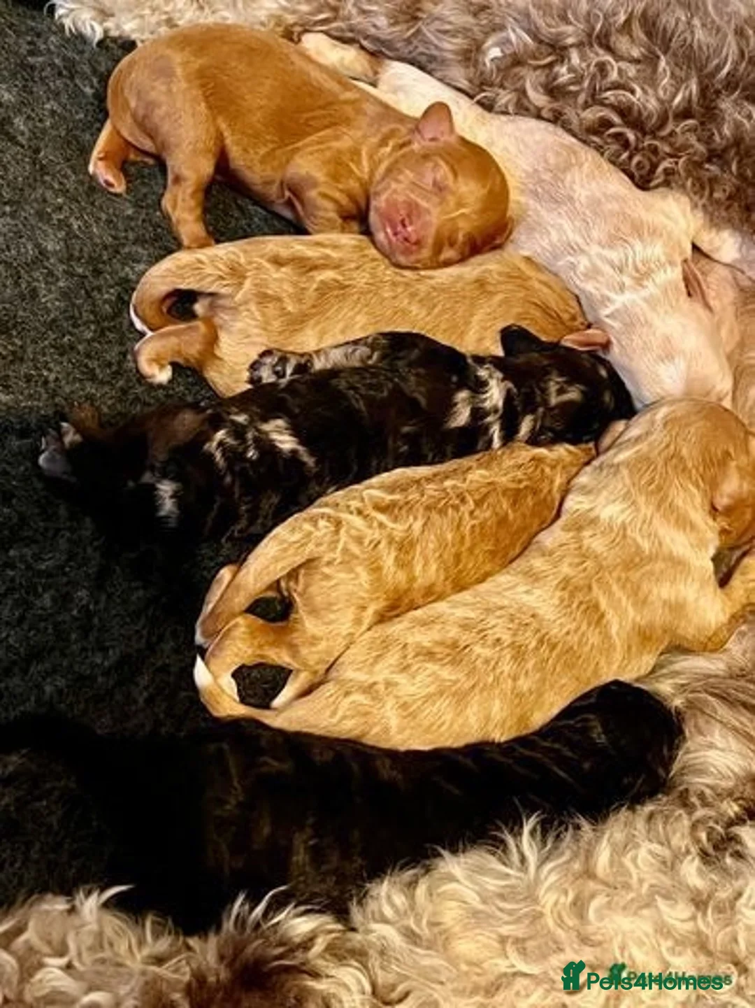 Toy Poodle dogs for stud: Beautiful Red Toy Poodle for Stud in Motherwell - Advert 7