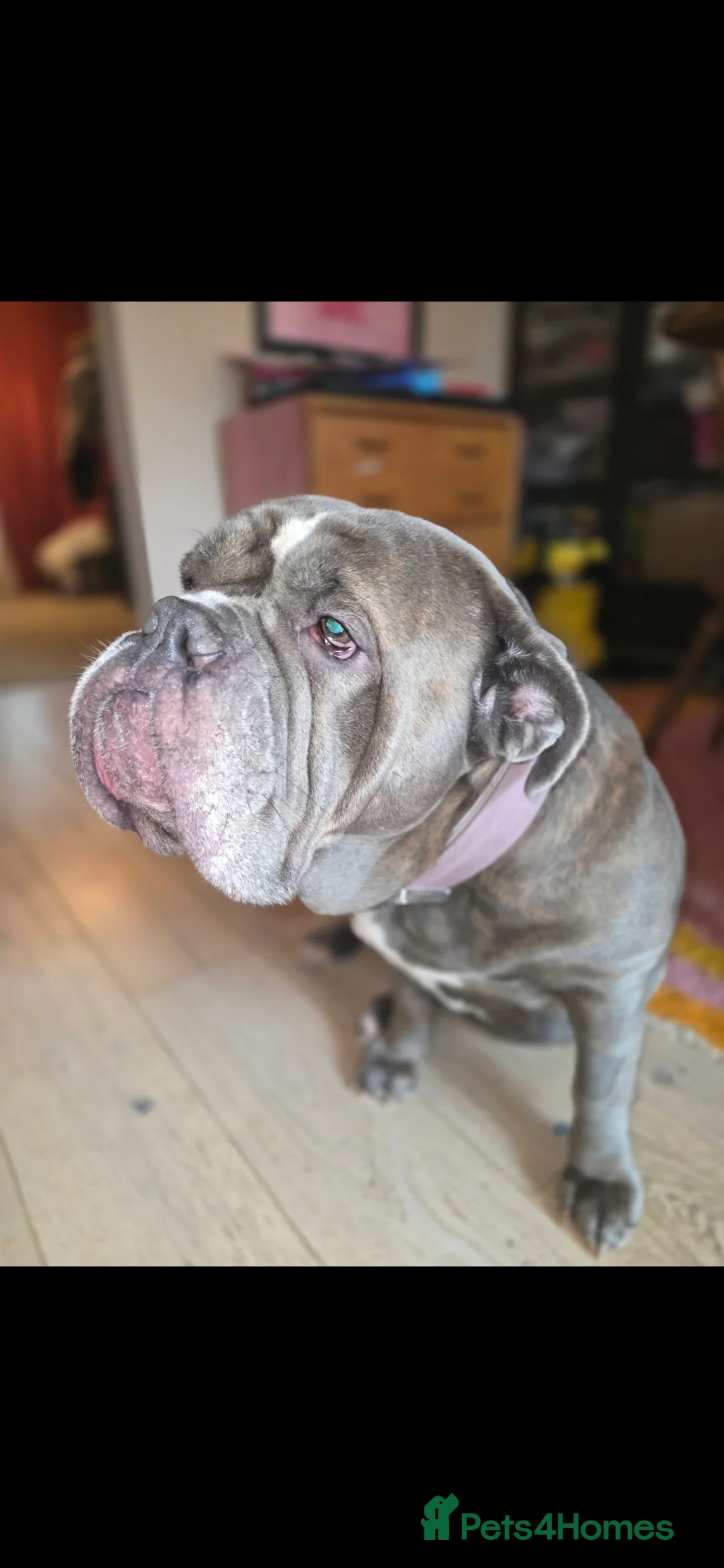 Mixed Breed dogs for sale: Beautiful girl looking for new home - Advert 2