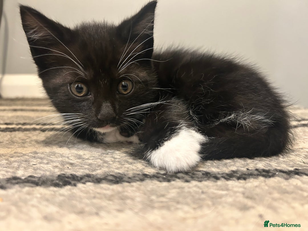 Mixed Breed cats for sale: 2x male kittens - Advert 4