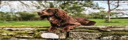 Cocker Spaniel dogs for sale: Sort hard to find - Advert 8