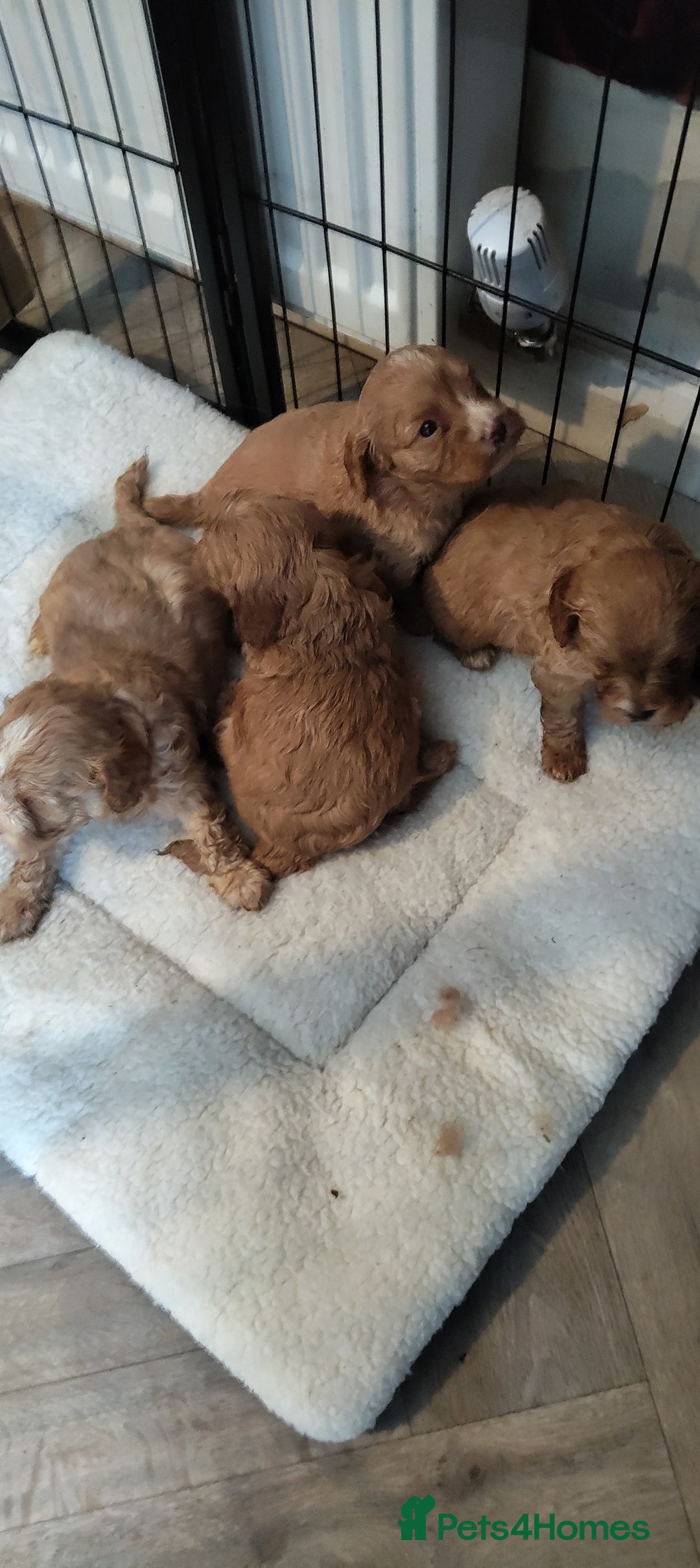 Cavapoo dogs for sale: Quality Cavapoo Puppies.  - Image 6
