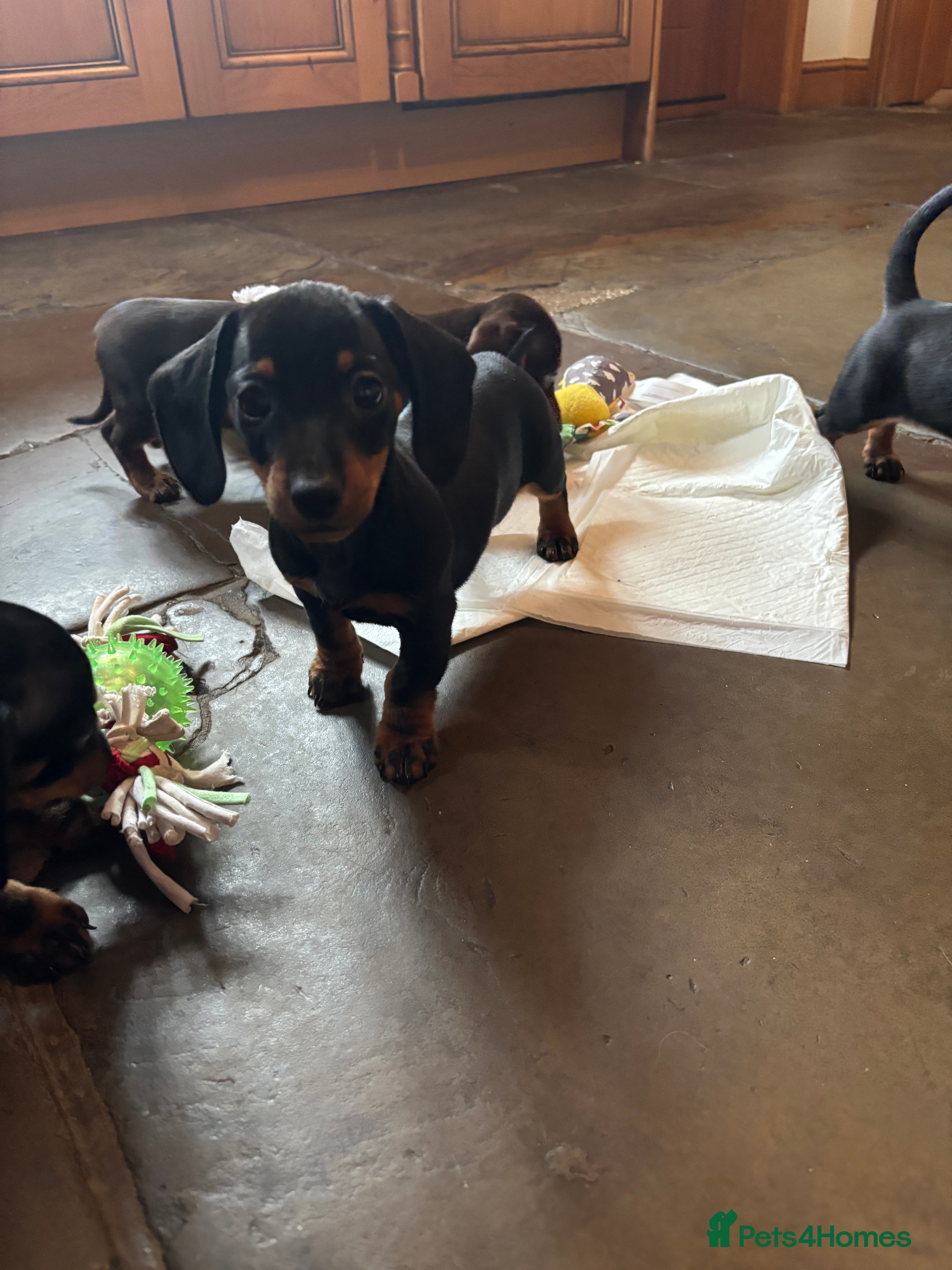Miniature Dachshund dogs PRA clear, KC girls, licensed breeder - Advert 1