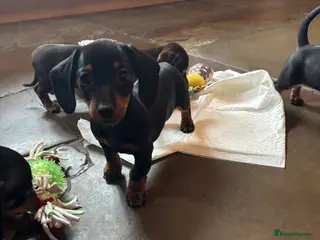 Miniature Dachshund dogs PRA clear, KC girls, licensed breeder - Advert 1