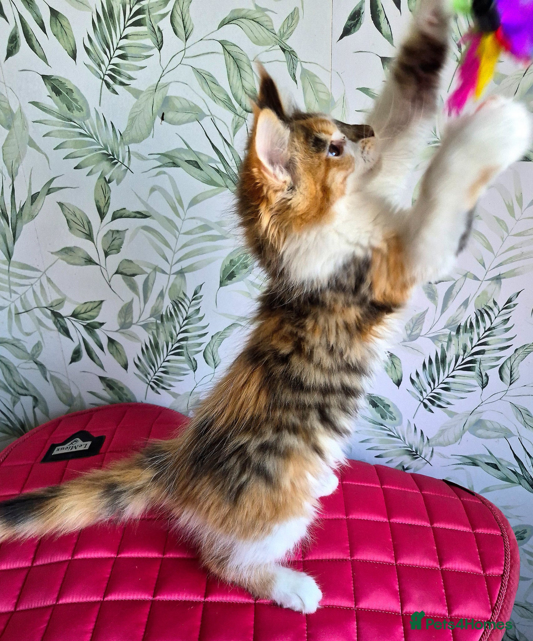 Maine Coon cats Unusual marked maine coon girl - Advert 4