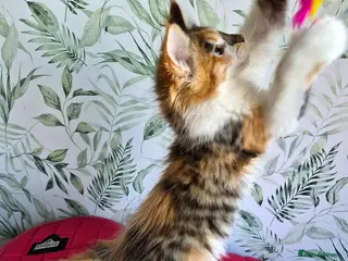 Maine Coon cats Unusual marked maine coon girl - Advert 4