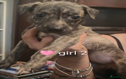 Mixed Breed dogs for sale: Bull grey whippet - Image 4