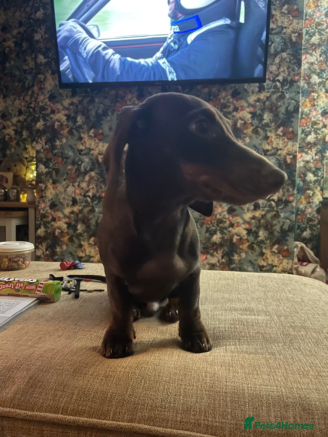 Dachshund dogs for sale: Handsome 1 year old male dachshund - Advert 3