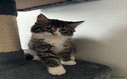 American Shorthair cats for sale: Ready to leave 2 boy kittens left  in Ilford - Image 5