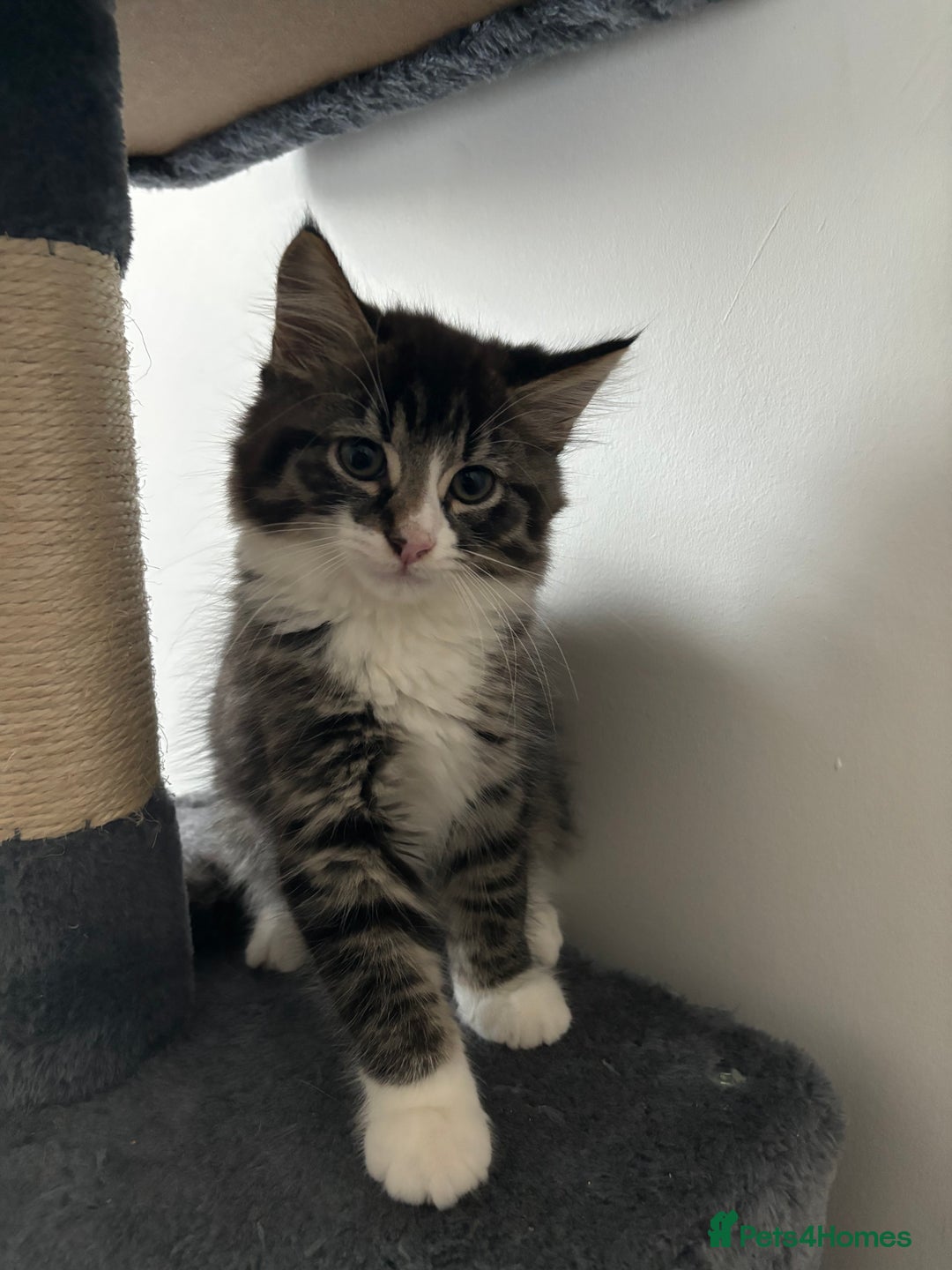 American Shorthair cats for sale: Ready to leave 2 boy kittens left  in Ilford - Image 5