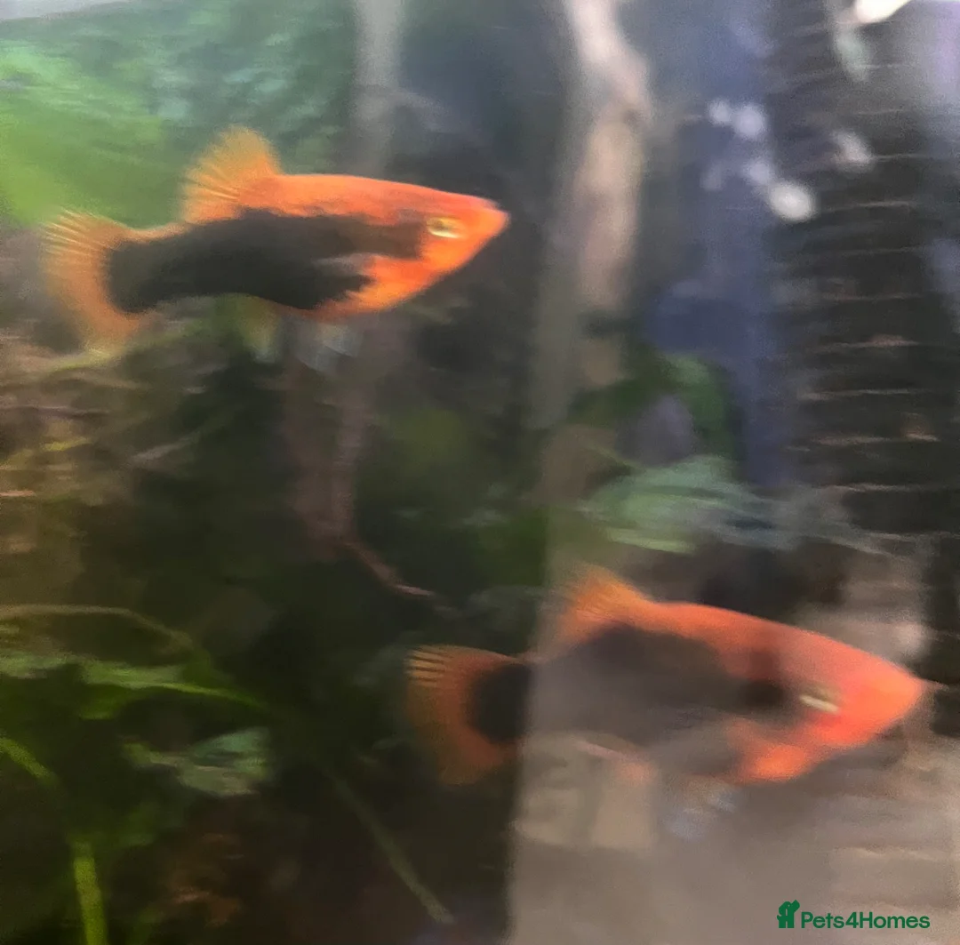 Platies fish for sale: Platies of various ages and sizes  - Advert 2