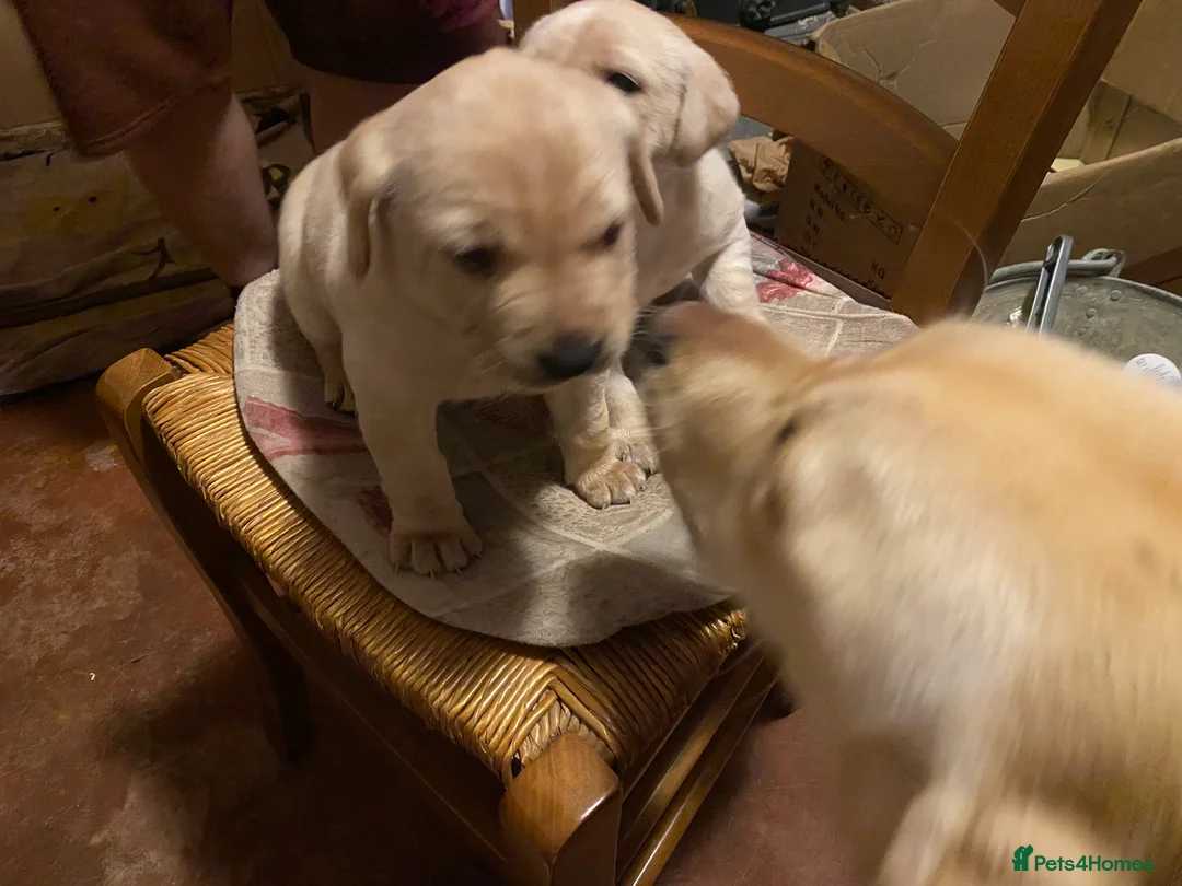 Labrador Retriever dogs for sale: Lovely Labrador puppies  in Bourne - Advert 14