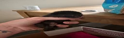 Domestic Shorthair cats for sale: Kittens  in Portsmouth - Advert 6