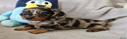 Dachshund dogs for sale: Gorgeous Long hair and short hair puppies - Advert 2